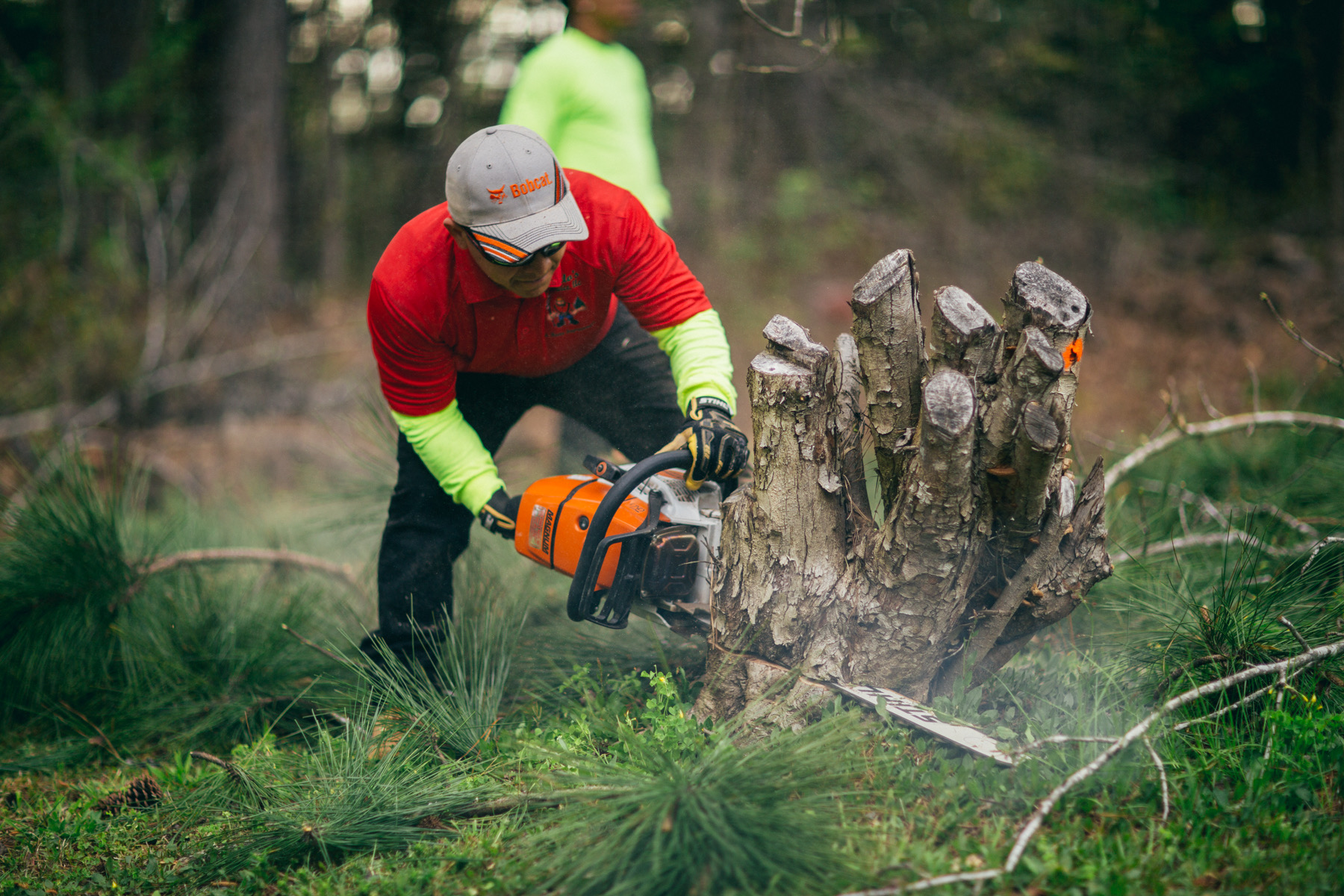 Crew member cutting through a large multi-stemmed stump with a Stihl chainsaw